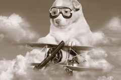 Perro aviador