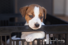 tierno jack russell