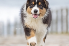 1_Cachorro-P.-Australiano