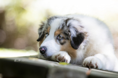 1_Pastor-Australiano-cachorro