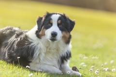 1_Retrato-Pastor-Australiano