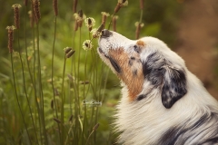 A qué huelen las flores