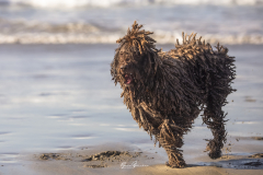 Argos-en-la-playa