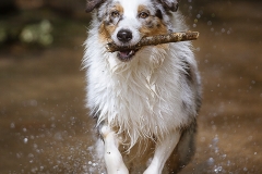 Aussie en el río