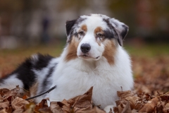 Aussie-en-otoño