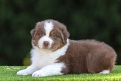 Australian-Shepherd