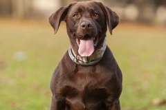 Bimba Labrador chocolate