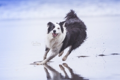 Border Collie en la playa