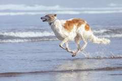 Borzoi-carrera