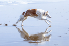 Borzoi-corriendo-01