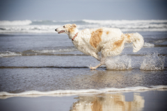 Borzoi-corriendo