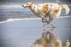 Borzoi-en-la-playa