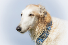 Borzoi-retrato