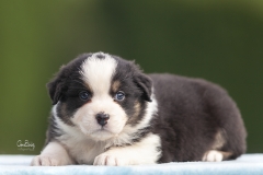 Cachorra Pastor Asutraliano