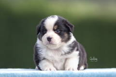 Cachorra Pastor Australiano