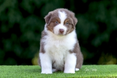 Cachorro-Aussie-02
