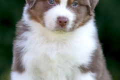 Cachorro-P.-Australiano