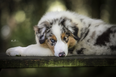Cachorro-P.Australiano