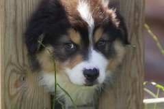 Cachorro Pastor Australiano 01