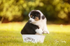 Cachorro-Pastor-Australiano