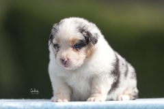 Cachorro blue merle 01