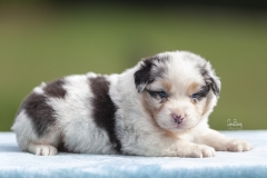 Cachorro blue merle 02
