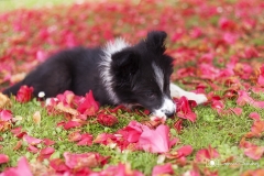 Cachorro boreder collie