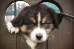 Cachorro de pastor australiano