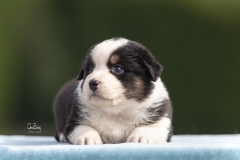 Cachorro Pastor Australiano