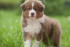 Cachorro Pastor Australiano