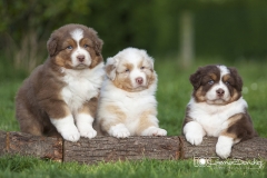 Cachorros Pastor Australiano