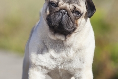 Carlino. Alfred