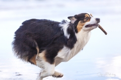 Carrera de perro