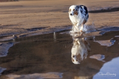 Chapuzón de Kodiak