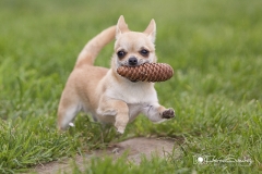 Chihuahua corriendo