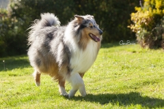 Collie portrait 02