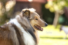 Collie portrait