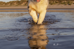 Happy-Australian-Shepherd