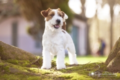 Jack Russel foto exterior