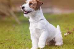 Jack Russel foto retrato