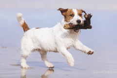 Jack Russell en la playa