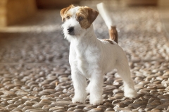 Jack Russell perro foto