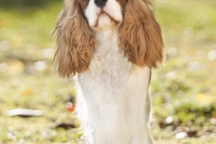 King Charles Cavalier dog