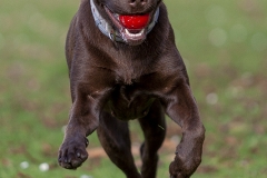 Labrador con su pelota
