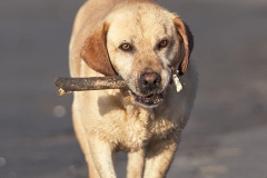 Labrador retriever en la playa
