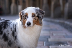 Lady Kodiak de la Noval