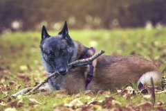 Malinois-perro