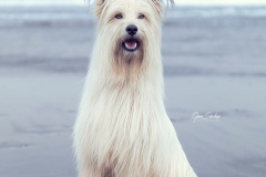 Milú