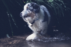 P.Australiano-en-el-río