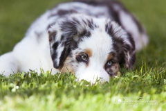 Tímido Pastor Australiano tumbado en el césped
